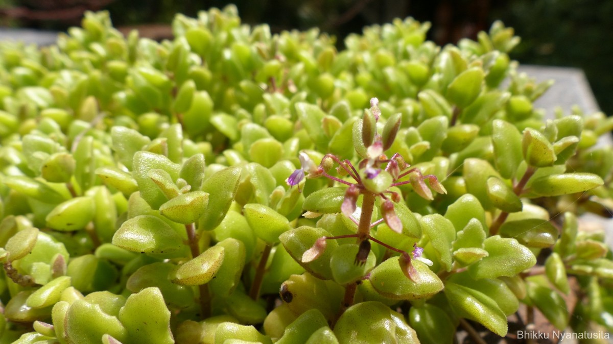 Coleus prostratus (Gürke) A.J.Paton